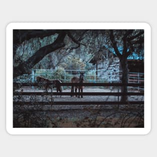 Photo of Horse in Stable Early Morning in California Ranch V2 Sticker